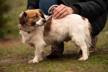 MEREDITH, Hund, Mischlingshund in Ungarn - Bild 15