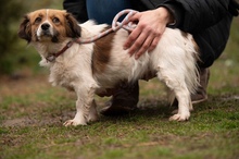 MEREDITH, Hund, Mischlingshund in Ungarn - Bild 2