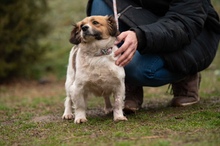 MEREDITH, Hund, Mischlingshund in Ungarn - Bild 4