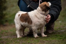 MEREDITH, Hund, Mischlingshund in Ungarn - Bild 5