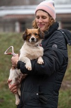 MEREDITH, Hund, Mischlingshund in Ungarn - Bild 7