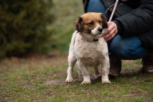 MEREDITH, Hund, Mischlingshund in Ungarn - Bild 9