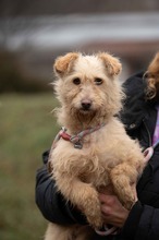 MADERTEJ, Hund, Mischlingshund in Ungarn - Bild 1