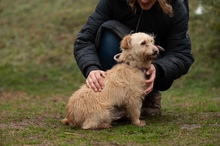 MADERTEJ, Hund, Mischlingshund in Ungarn - Bild 10