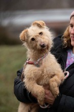 MADERTEJ, Hund, Mischlingshund in Ungarn - Bild 11