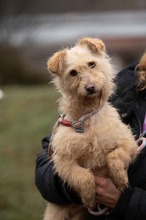 MADERTEJ, Hund, Mischlingshund in Ungarn - Bild 12