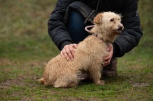 MADERTEJ, Hund, Mischlingshund in Ungarn - Bild 13