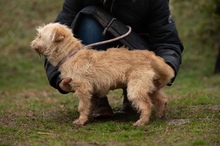 MADERTEJ, Hund, Mischlingshund in Ungarn - Bild 2