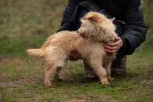 MADERTEJ, Hund, Mischlingshund in Ungarn - Bild 3