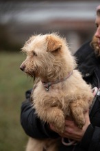 MADERTEJ, Hund, Mischlingshund in Ungarn - Bild 4