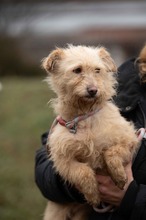 MADERTEJ, Hund, Mischlingshund in Ungarn - Bild 5