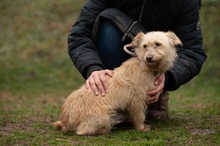 MADERTEJ, Hund, Mischlingshund in Ungarn - Bild 6