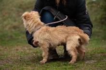 MADERTEJ, Hund, Mischlingshund in Ungarn - Bild 8