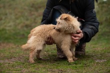 MADERTEJ, Hund, Mischlingshund in Ungarn - Bild 9