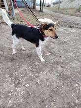 BITANG, Hund, Mischlingshund in Ungarn - Bild 6