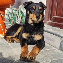 HAZEL, Hund, Pinscher-Mix in Lennestadt