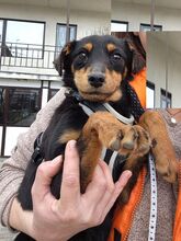 HAZEL, Hund, Pinscher Mix in Rumänien - Bild 1