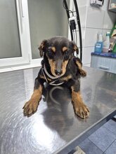 HAZEL, Hund, Pinscher Mix in Rumänien - Bild 6