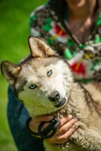 PENTAGON, Hund, Siberian Husky in Ungarn - Bild 1