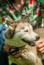 PENTAGON, Hund, Siberian Husky in Ungarn - Bild 10