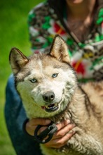 PENTAGON, Hund, Siberian Husky in Ungarn - Bild 11