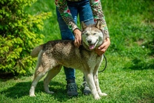 PENTAGON, Hund, Siberian Husky in Ungarn - Bild 2