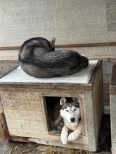 PENTAGON, Hund, Siberian Husky in Ungarn - Bild 3