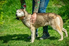 PENTAGON, Hund, Siberian Husky in Ungarn - Bild 5