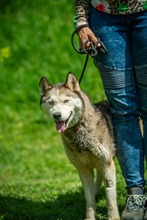 PENTAGON, Hund, Siberian Husky in Ungarn - Bild 7