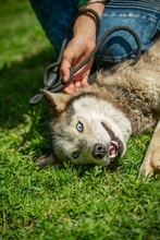 PENTAGON, Hund, Siberian Husky in Ungarn - Bild 8