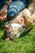 PENTAGON, Hund, Siberian Husky in Ungarn - Bild 9