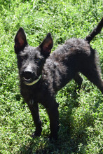 OLIVER, Hund, Mischlingshund in Belgien - Bild 2