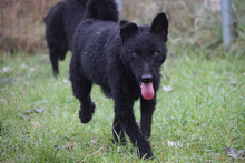 STAN, Hund, Mischlingshund in Ungarn - Bild 2