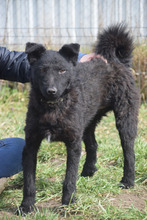 STAN, Hund, Mischlingshund in Ungarn - Bild 3