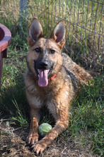 MANDY, Hund, Mischlingshund in Ungarn - Bild 1