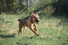 MANDY, Hund, Mischlingshund in Ungarn - Bild 2