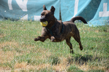 LULU, Hund, Affenpinscher in Ungarn - Bild 3