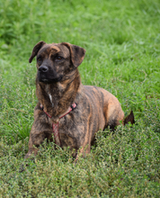 LULU, Hund, Affenpinscher in Ungarn - Bild 5