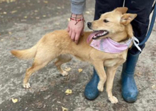 LEAC34, Hund, Mischlingshund in Slowakische Republik - Bild 1