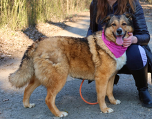 SAMIRA, Hund, Mischlingshund in Slowakische Republik - Bild 1