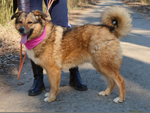 SAMIRA, Hund, Mischlingshund in Slowakische Republik - Bild 2