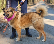 SAMIRA, Hund, Mischlingshund in Slowakische Republik - Bild 4