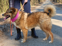 SAMIRA, Hund, Mischlingshund in Slowakische Republik - Bild 5