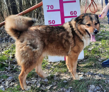 SAMIRA, Hund, Mischlingshund in Slowakische Republik - Bild 6