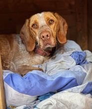 PACO, Hund, Mischlingshund in Spanien - Bild 1