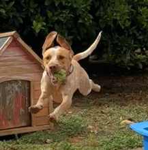 PACO, Hund, Mischlingshund in Spanien - Bild 10