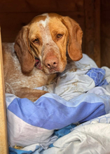 PACO, Hund, Mischlingshund in Spanien - Bild 4