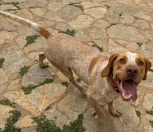 PACO, Hund, Mischlingshund in Spanien - Bild 7