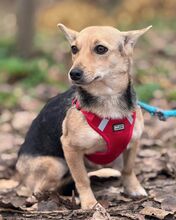 LUNETTA, Hund, Chihuahua-Dackel-Mix in Hüttenberg - Bild 11