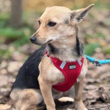 LUNETTA, Hund, Chihuahua-Dackel-Mix in Hüttenberg - Bild 12